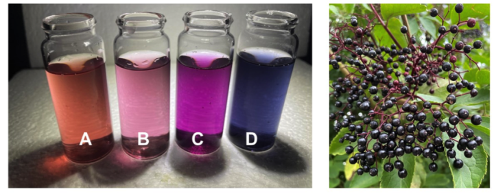 4 vials of elderberry extracts &amp; elderberries