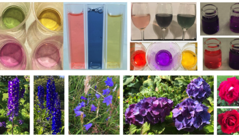 a collage of colorful images about anthocyanin extractions from the text