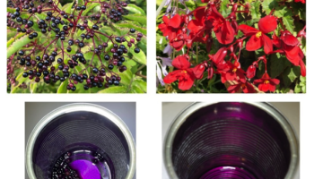 collage of berries, flowers and purple colored solutions in 2 cans