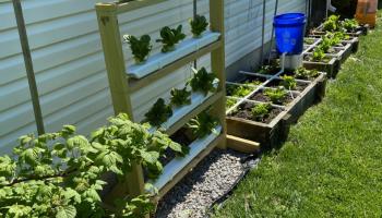 Garden along side of building