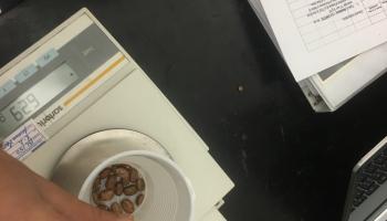 Mole activity using beans