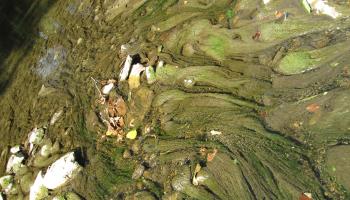 algae in creek