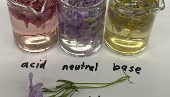 Phlox flowers in acid, neutral, and base solutions