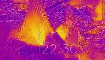 FLIR image of skunk cabbage blossoms