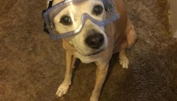 dog with goggles