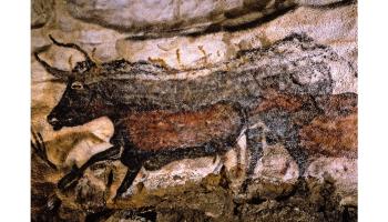 Image is of ancient cave drawing of two cows found in the Lascaux cave in France