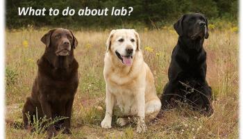 what to do about lab
