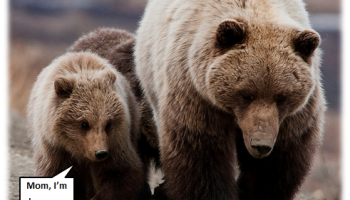 bear mom cub walking