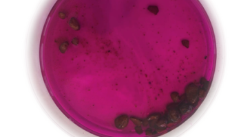 KMnO4 aqueous solution