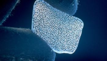 bubbles of ancient air in ice core samples