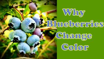 Blueberries with text: Why blueberries change color