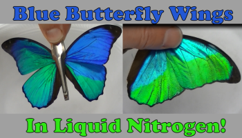 Blue Morpho Butterfly Wings