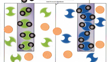 model of particle level of electrochemical cell 
