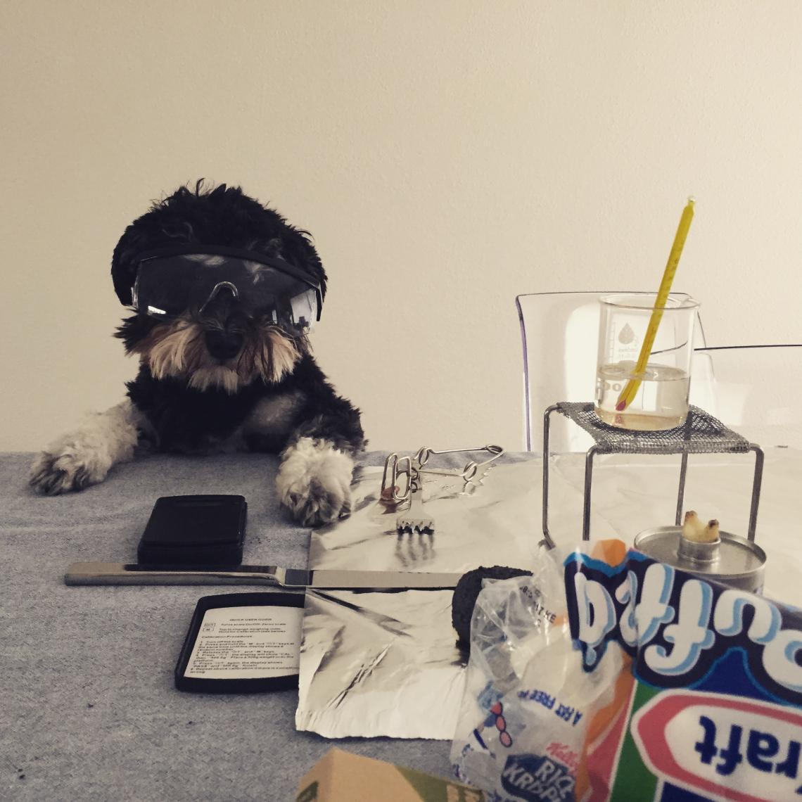 This is a photo of a dog with goggles on next to a calorie lab set up.