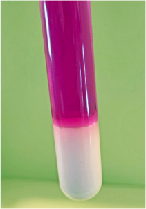 salting out demo in test tube. dark pink solution on top with white solution at bottom.