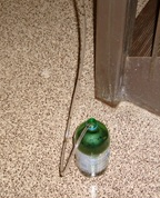 Small Research Projects in the Chemistry Classroom