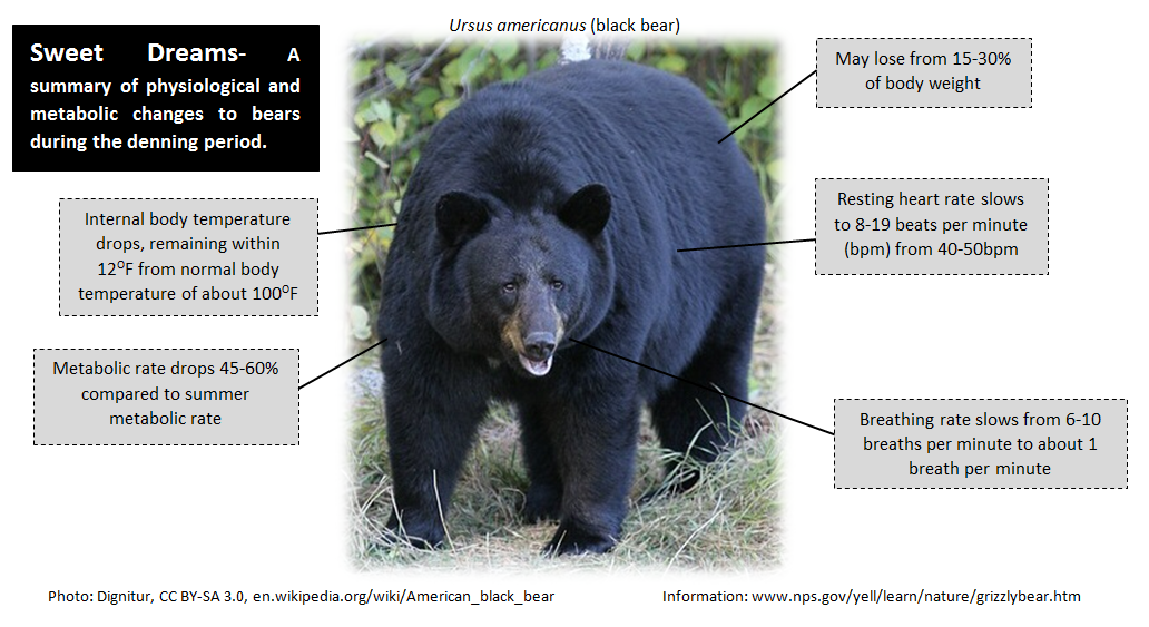 black bear sweet dreams SJD