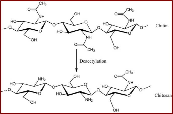 Structural Formula pf Chitosan
