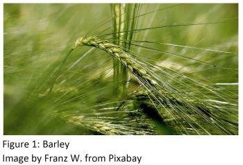 Barley heads in the field