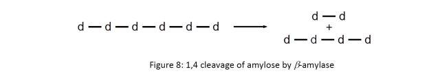 1,4 cleavage of amylose by beta amylase