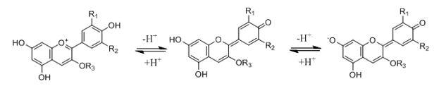 pH dependent structural changes in anthocyanins