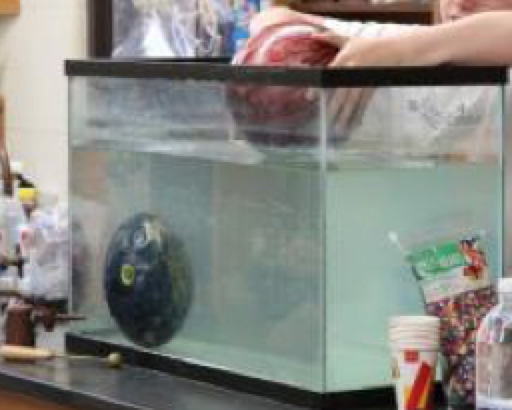 placing bowling ball in fish tank full of water